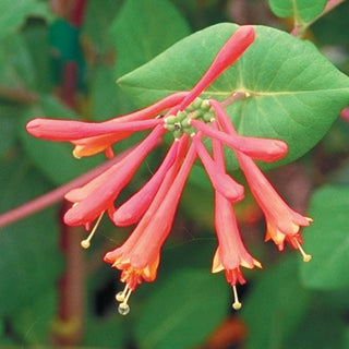 Lonicera x brownii ‘Dropmore Scarlet’