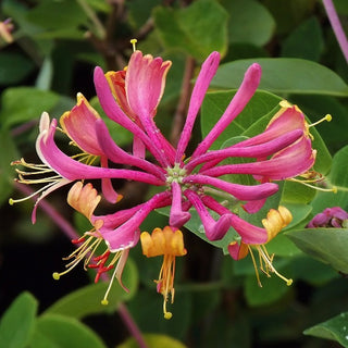 Lonicera Gold Flame