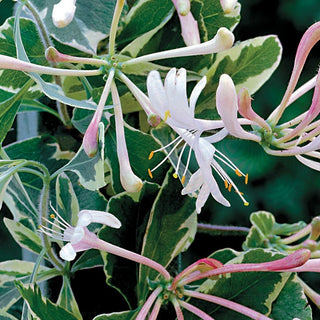 Lonicera Harlequin