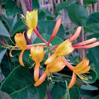 Lonicera Mandarin