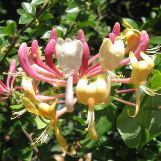 Lonicera Peaches And Cream