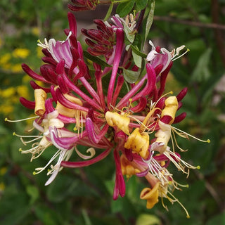 Lonicera Serotina