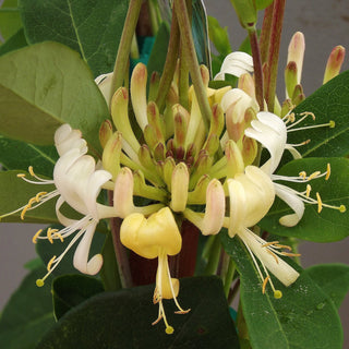 Lonicera japonica Halliana