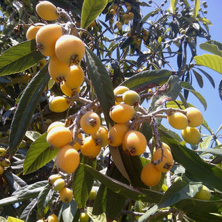 Loquat - Eriobotrya japonica ‘Seedling’