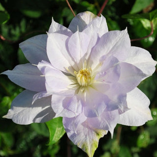 Clematis ‘Louise Rowe’