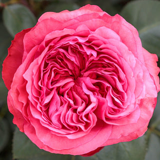Rose ‘Loves Me, Loves Me Not’