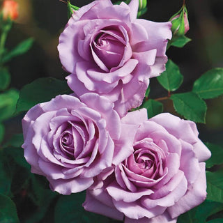 Close-up of three purple roses with green leaves on a blurred background