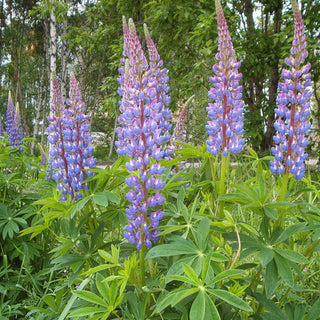 Lupinus Polyphyllus