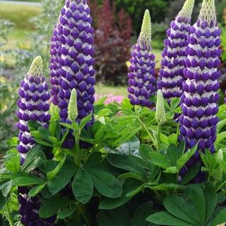 Lupinus Blacksmith