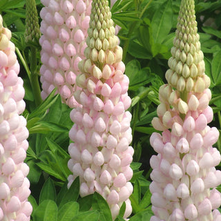 Lupinus Blossom