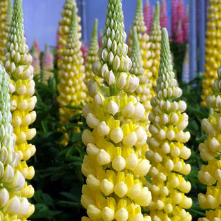 Lupinus Desert Sun