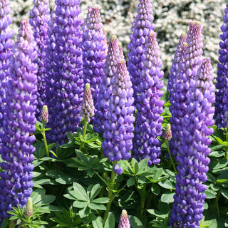 Lupinus Persian Slipper