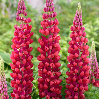 Lupinus Red Rum