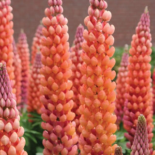 Lupinus Salmon Star