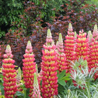 Lupinus Tequila Flame