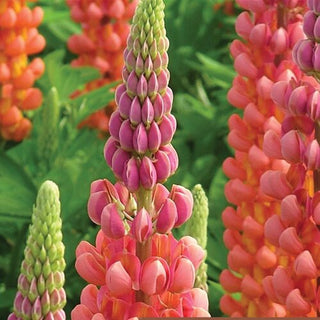 Lupinus Terracotta