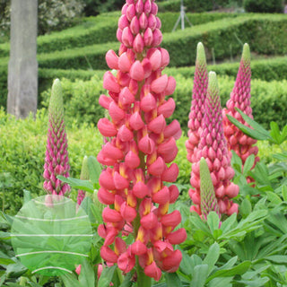 Lupinus Towering Inferno