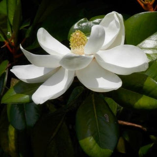 Magnolia Grandiflora White