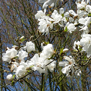 Magnolia Kobus Tree