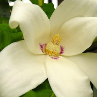 Magnolia ‘Ashei’