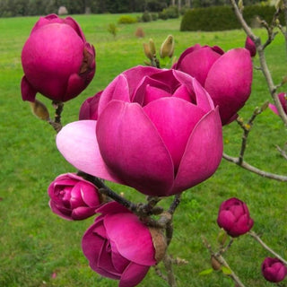 Magnolia Black Tulip