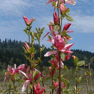 Magnolia Daybreak