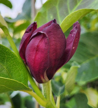 Magnolia ‘Genie’