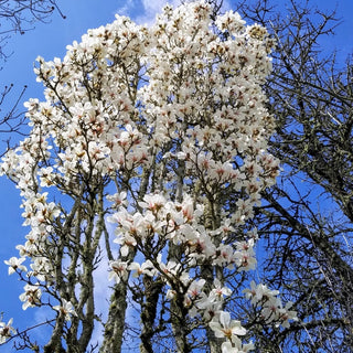 Magnolia cylindrica Marilyn Choice