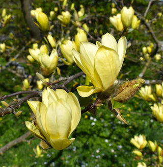 Magnolia Sunburst