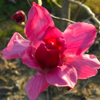 Tree Vulcan Magnolia Purple