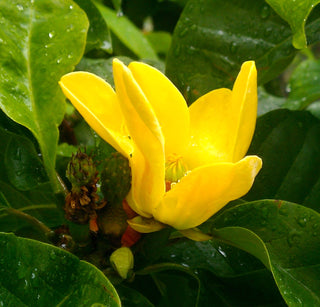 Magnolia YellowBird