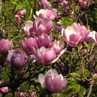 Magnolia Rustica Rubra