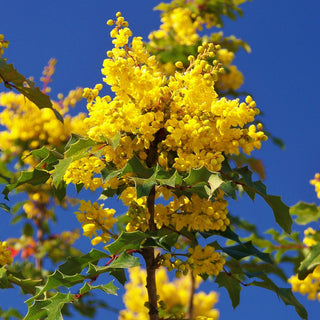 Mahonia Aquifolium