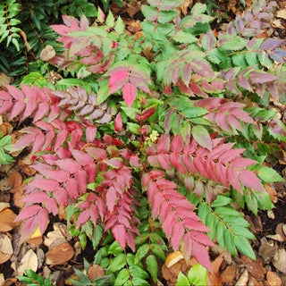 Mahonia Nervosa