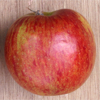 Apple - Malus domestica ‘Jonagold’ (M26 Rootstock)