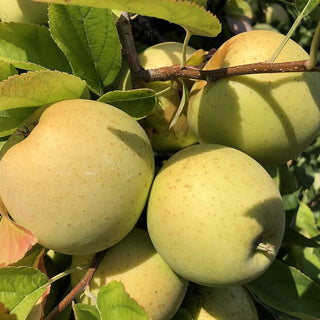 Apple - Malus domestica ‘Yellow Delicious’ (M26 Rootstock)