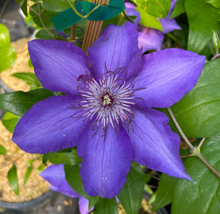 Clematis ‘Marie Louise Jensen’