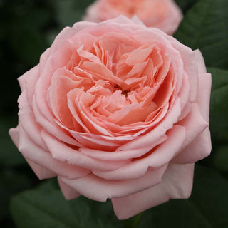 Rose ‘Martha Stewart’