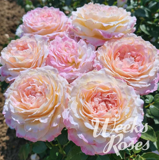 Rose ‘Matrimony’
