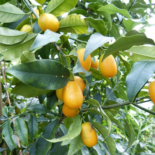 Meiwa Kumquat (Fortunella crassifolia ‘Meiwa’)