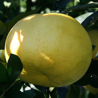 Citrus ‘Melogold Grapefruit’