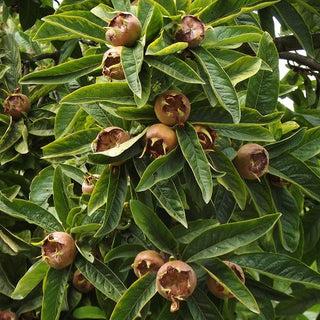 Mespilus Germanica