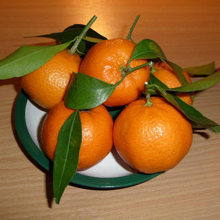 Citrus ‘Michal Mandarin'