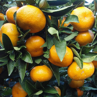 Miho Wase Mandarin Orange (Citrus unshiu)
