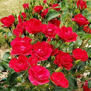 Roses Mini Cherry