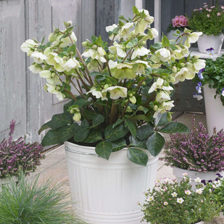 Hellebore 'Molly's White'