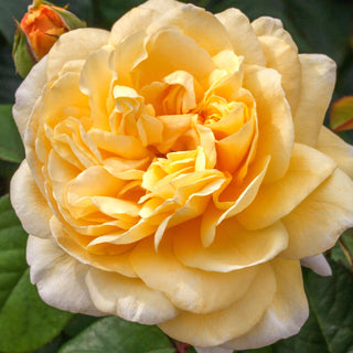 Rose ‘Romantica Moonlight’