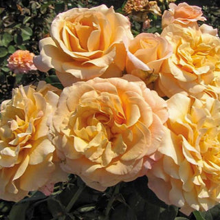 Rose ‘Morning Glow'