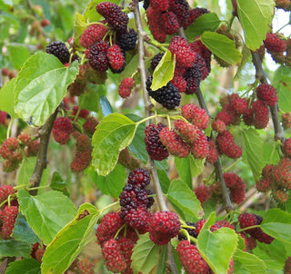 Mulberry - Morus alba ‘Pendula’