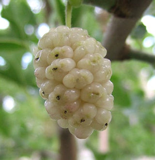 Mulberry - Morus nigra ‘Persian White’